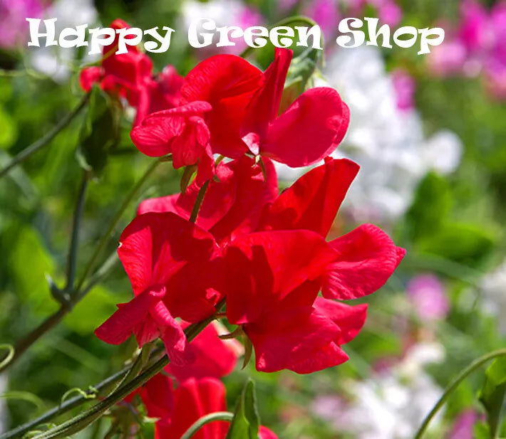Sweet Pea 'Mammoth scarlet' - 20 seeds (Lathyrus odoratus)