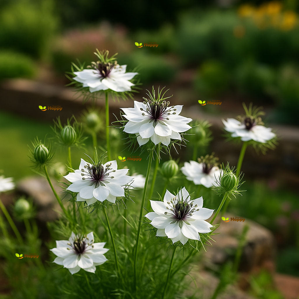 Love in a mist 'African bride' - 1100 seeds (Nigella Damascena)