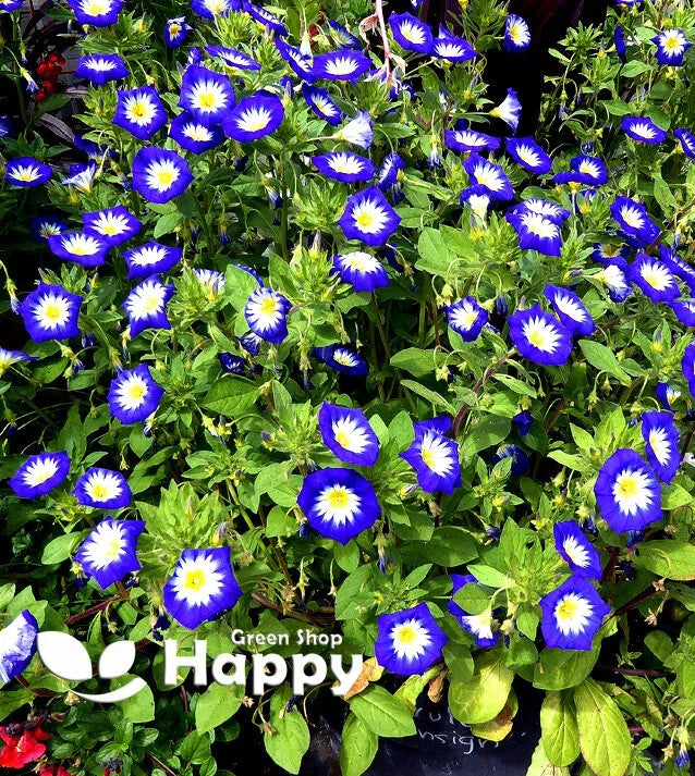 Morning Glory Royal Ensign Blue - 110 seeds (Convolvulus tricolor minor)