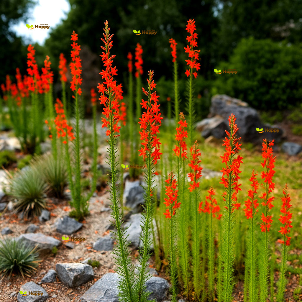 Standing cypress - 150 seeds (Ipomopsis rubra)