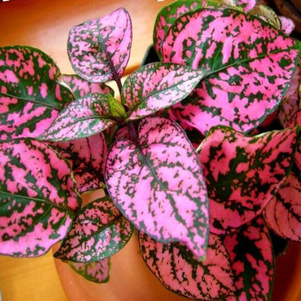 Pink Polka dot - 70 seeds (Hypoestes sangulnolenta)