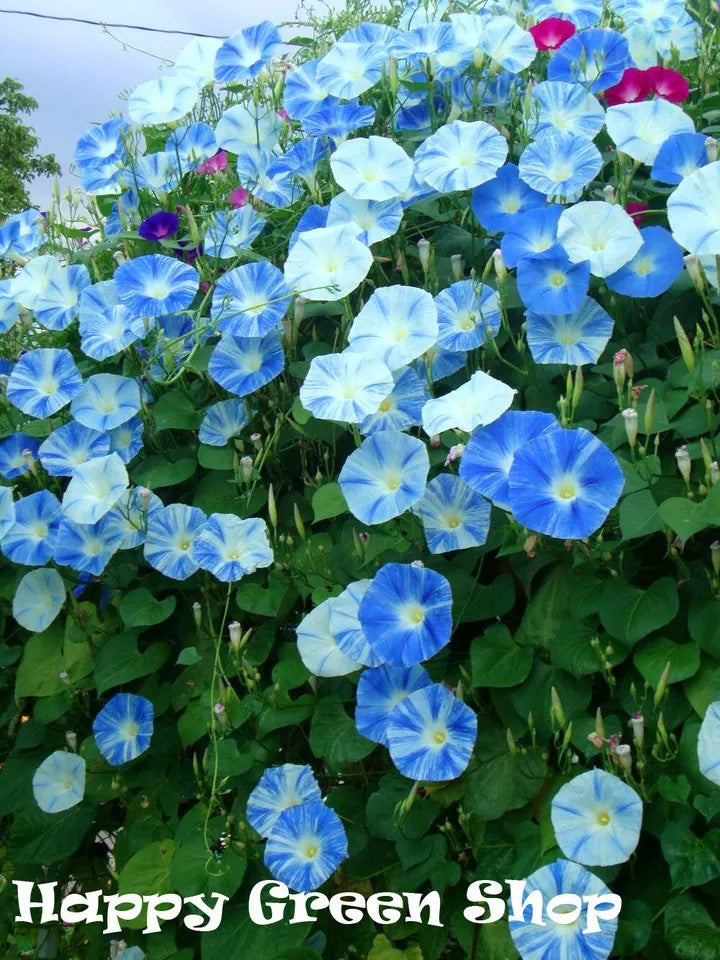 Morning glory 'Flying saucers' - 150 seeds (Ipomoea tricolor)