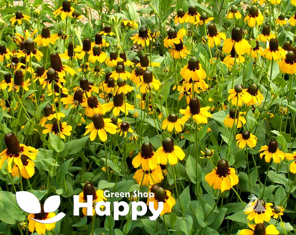 Rudbeckia 'Clasping coneflower' - 1000 seeds (Rudbeckia amplexicaulis)
