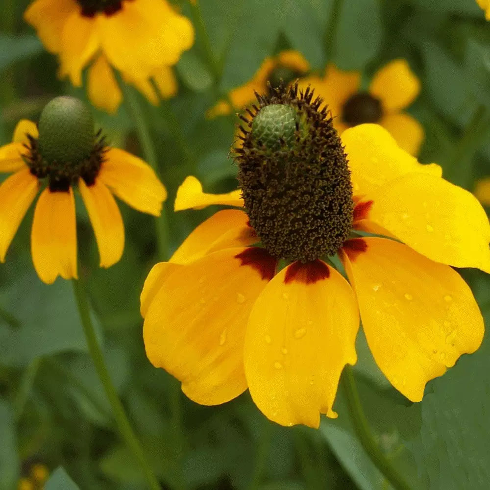 Rudbeckia 'Clasping coneflower' - 1000 seeds (Rudbeckia amplexicaulis)