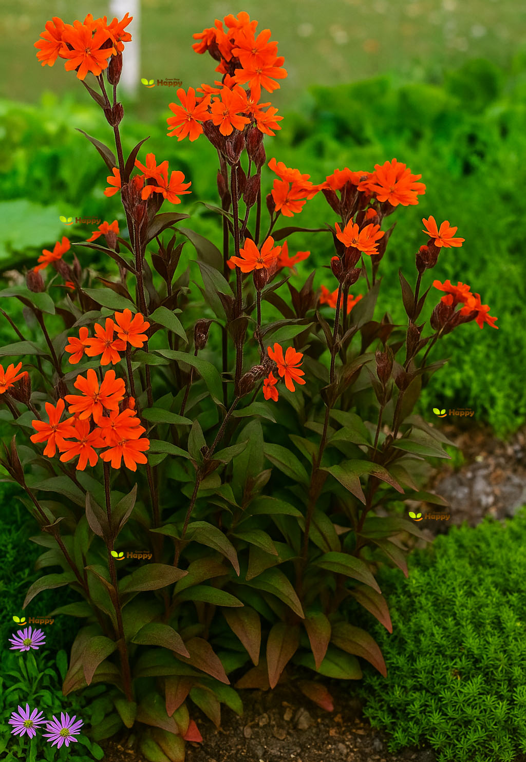 Arkwright's campion - 250 seeds (Lychnis Arkwrightii vesuvius)