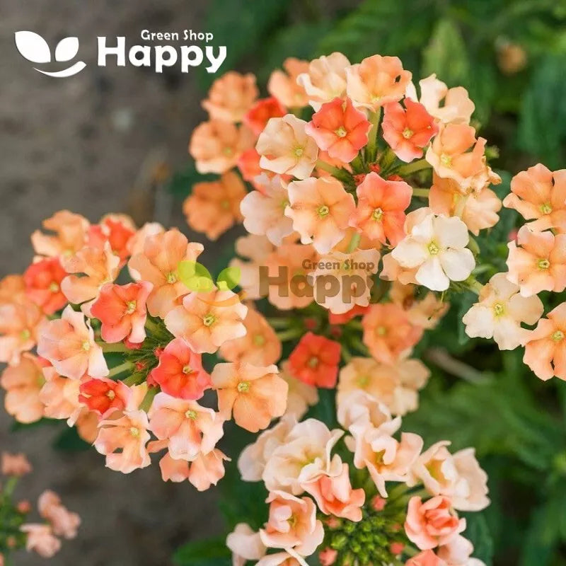 Dwarf verbena 'Apricot' - 110 seeds (Verbena hybrida nana)