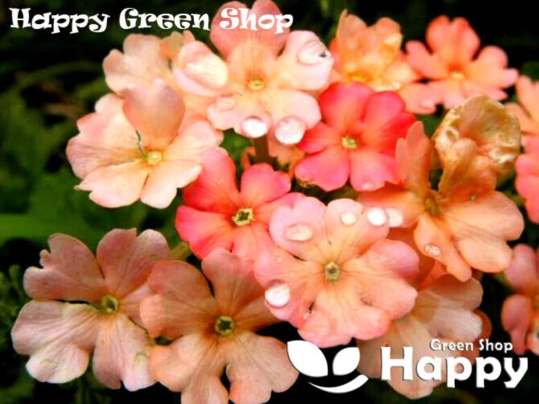 Dwarf verbena 'Apricot' - 110 seeds (Verbena hybrida nana)