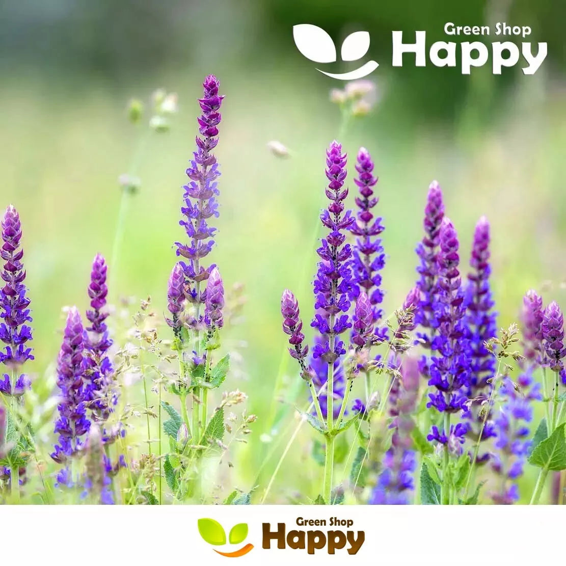 Medow Sage - 100 seeds (Salvia pratensis)