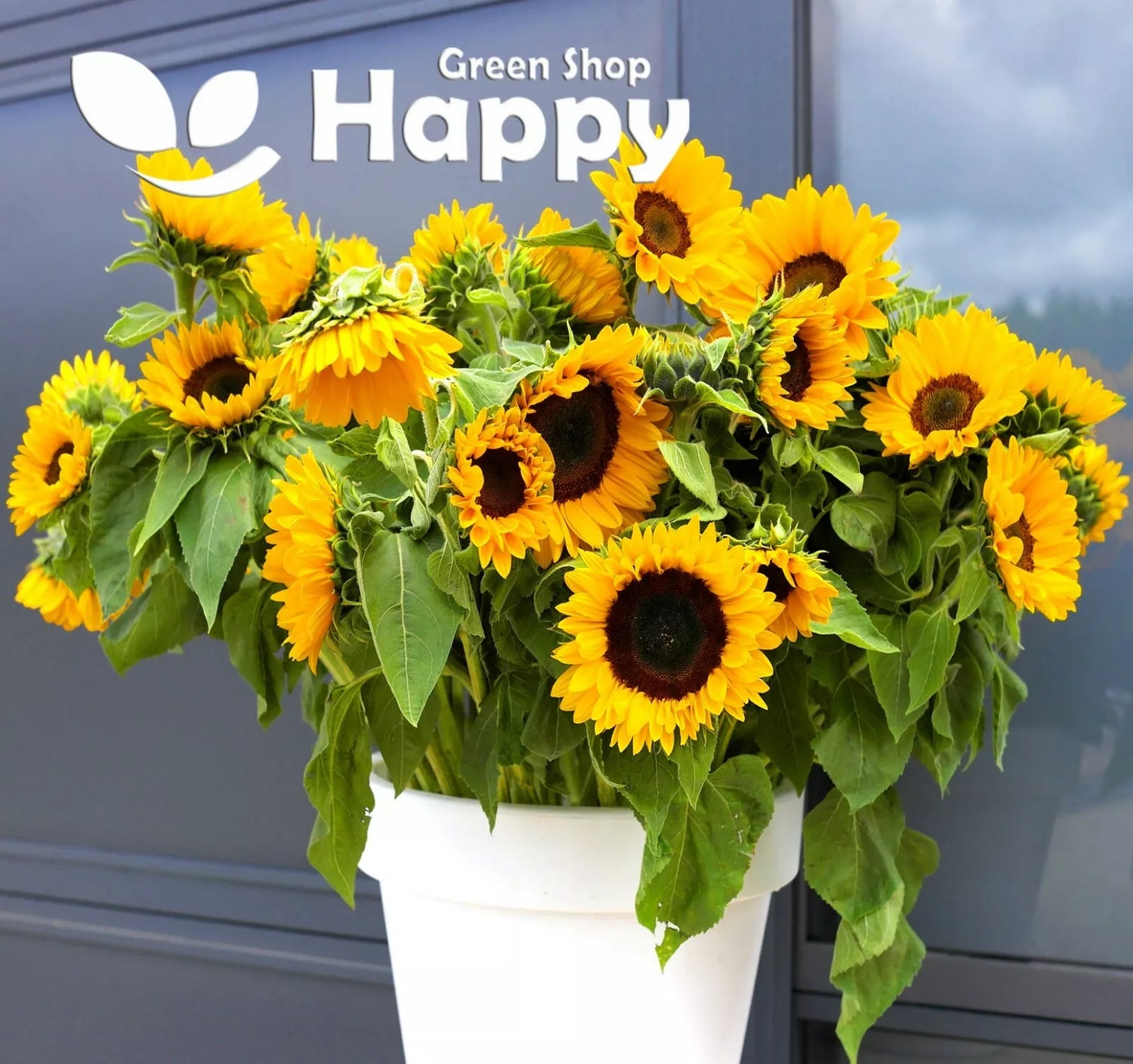 Cut Sunflower Semi Tall mix - 40 seeds (Helianthus annuus)