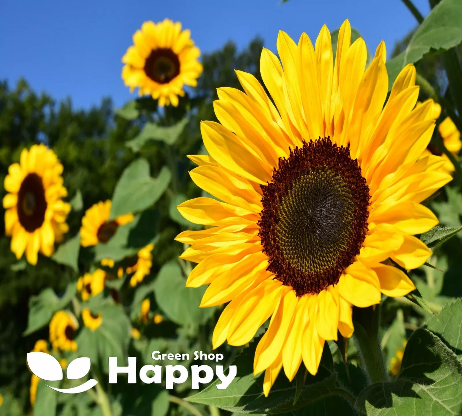 Cut Sunflower Semi Tall mix - 40 seeds (Helianthus annuus)