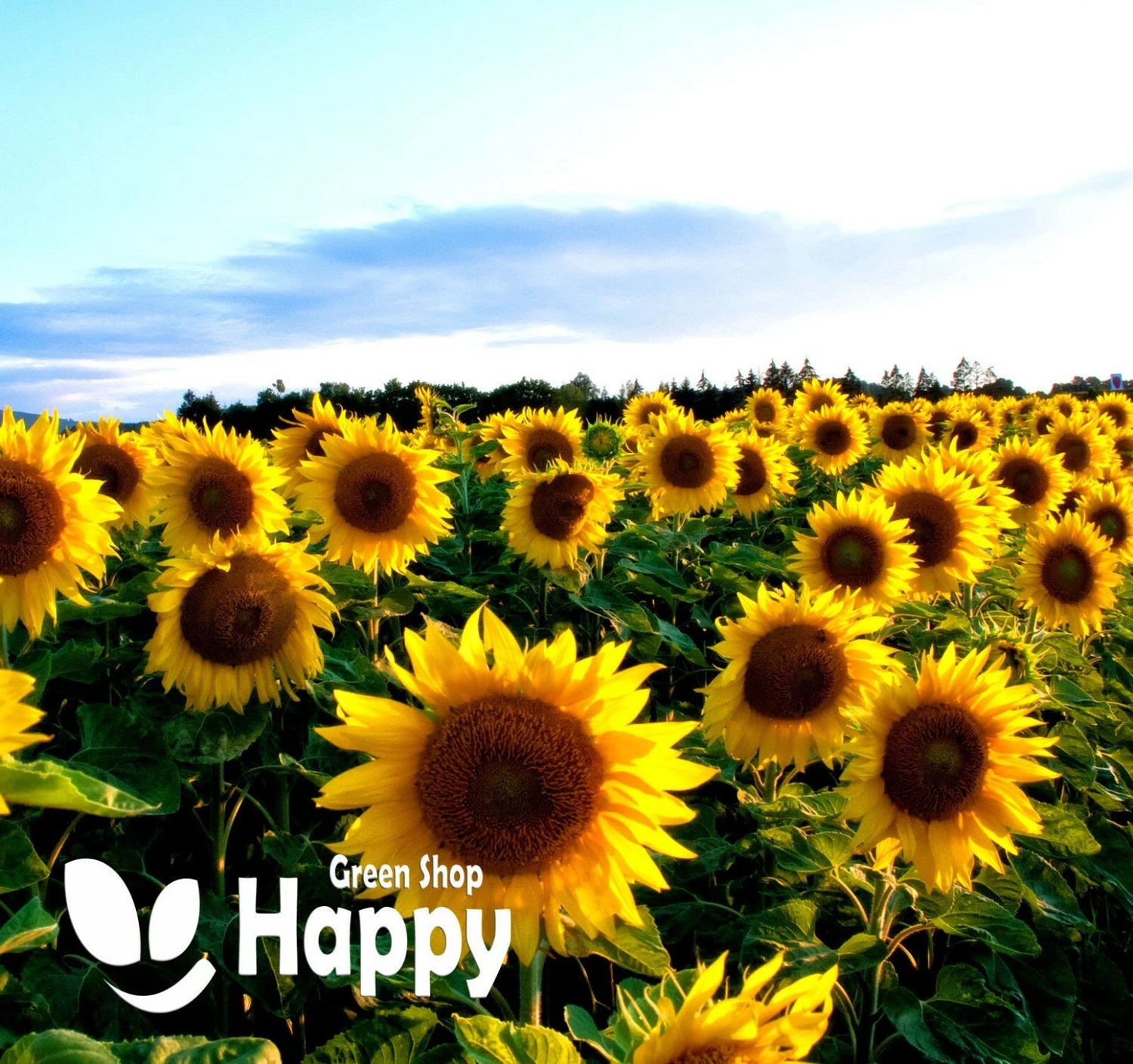Cut Sunflower Semi Tall mix - 40 seeds (Helianthus annuus)