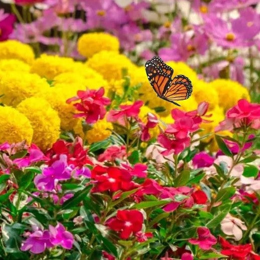 Butterfly wildflower mix - 1g