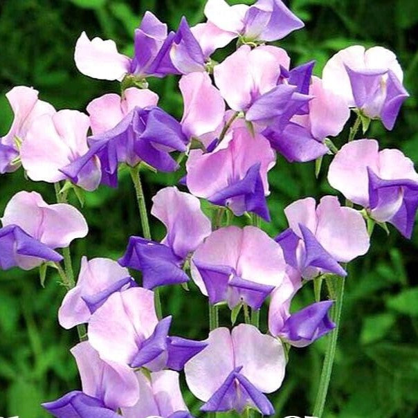 Sweet pea 'Erewhon'- 25 seeds (Lathyrus odoratus)