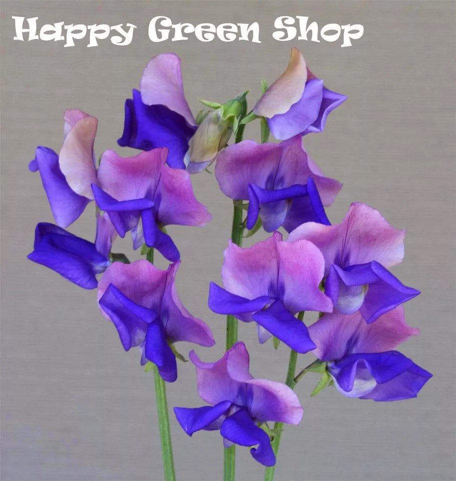 Sweet pea 'Erewhon'- 25 seeds (Lathyrus odoratus)