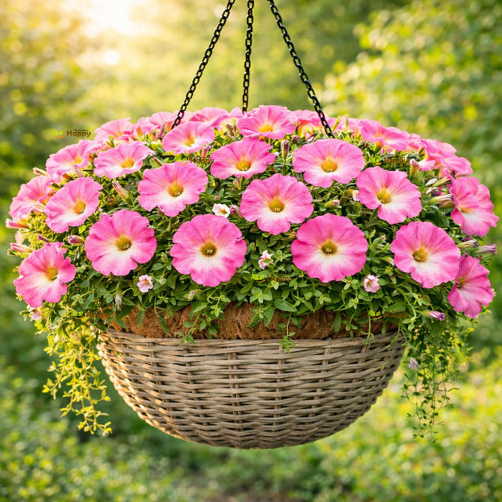 Petunia F1 'Pink Morn' - 100 seeds (Petunia grandiflora)