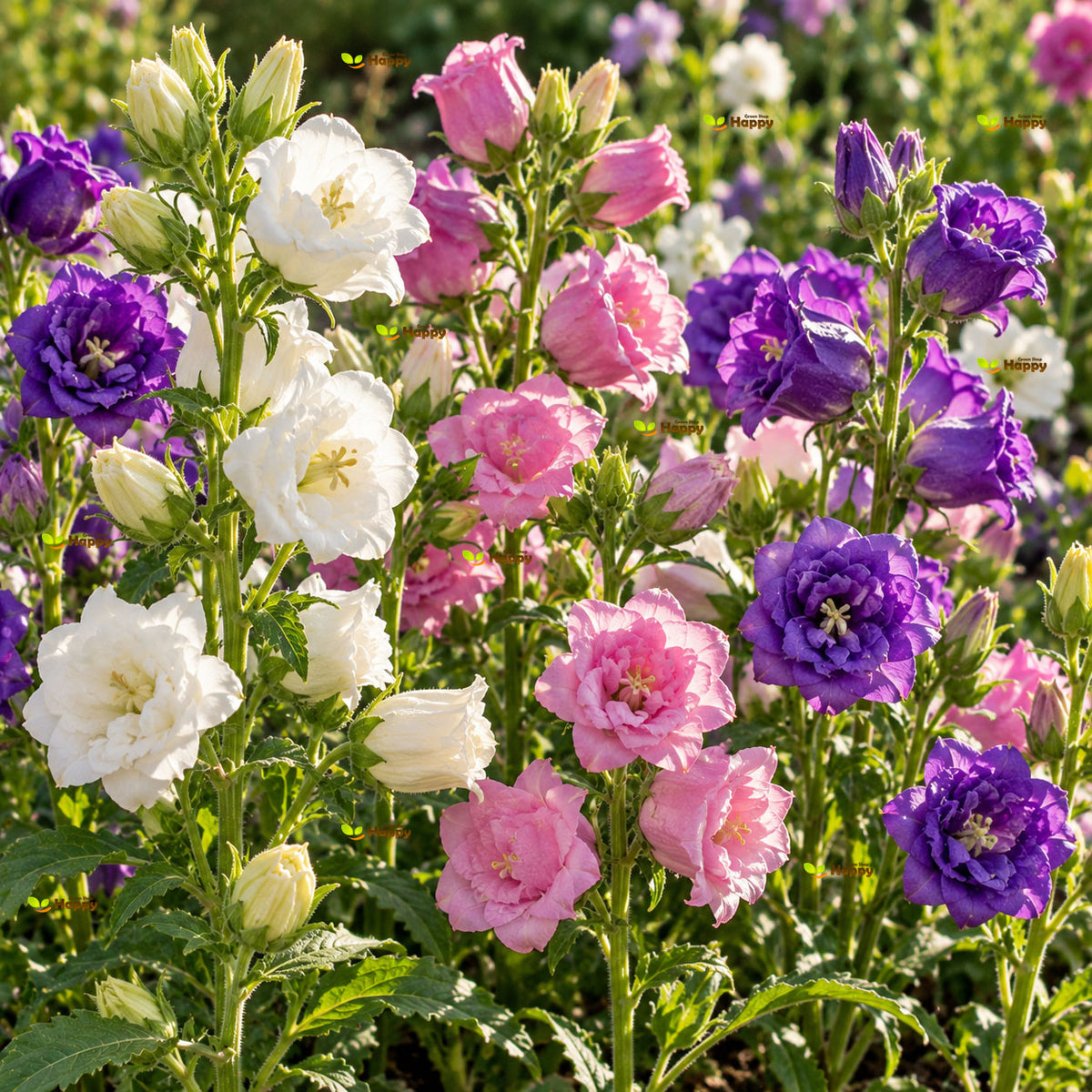 Canterbury bells Double mix - 2200 seeds (Campanula medium)