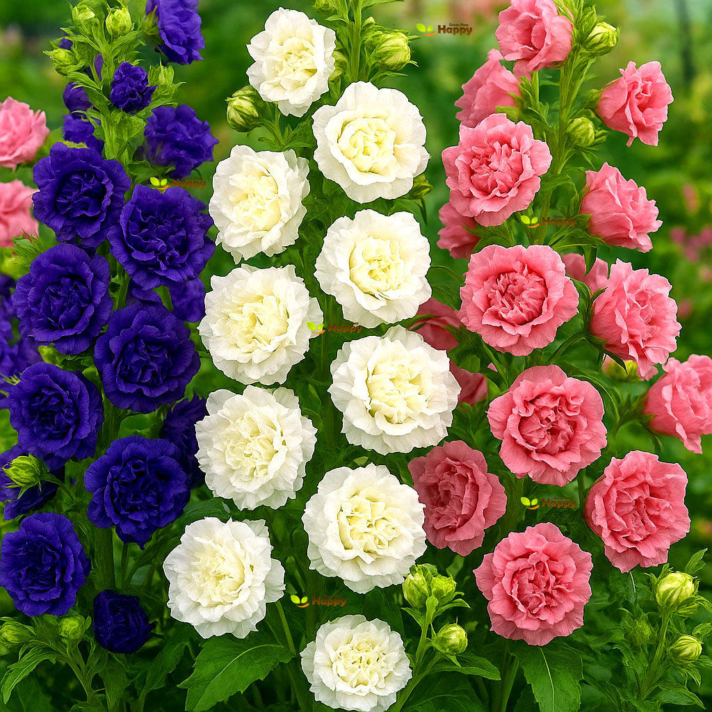 Canterbury bells Double mix - 2000 seeds (Campanula medium)