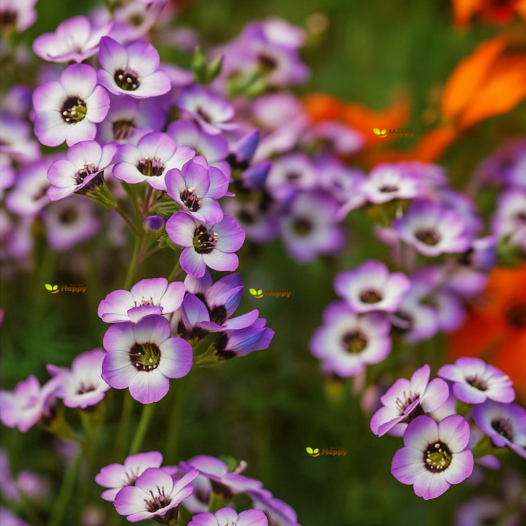 Bird's Eyes - 1100 Seeds (Gillia Tricolor)