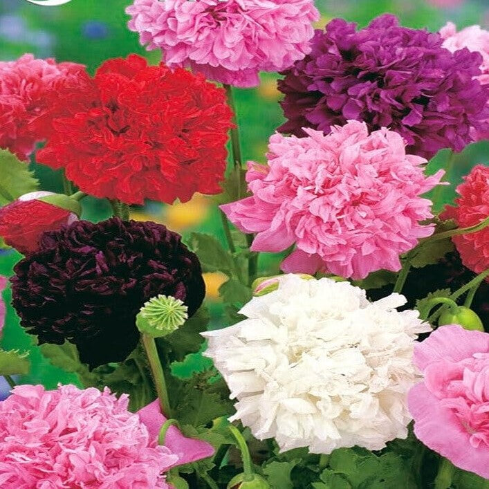 Peony Poppy Double mix - 1300 seeds (Papaver somniferum)