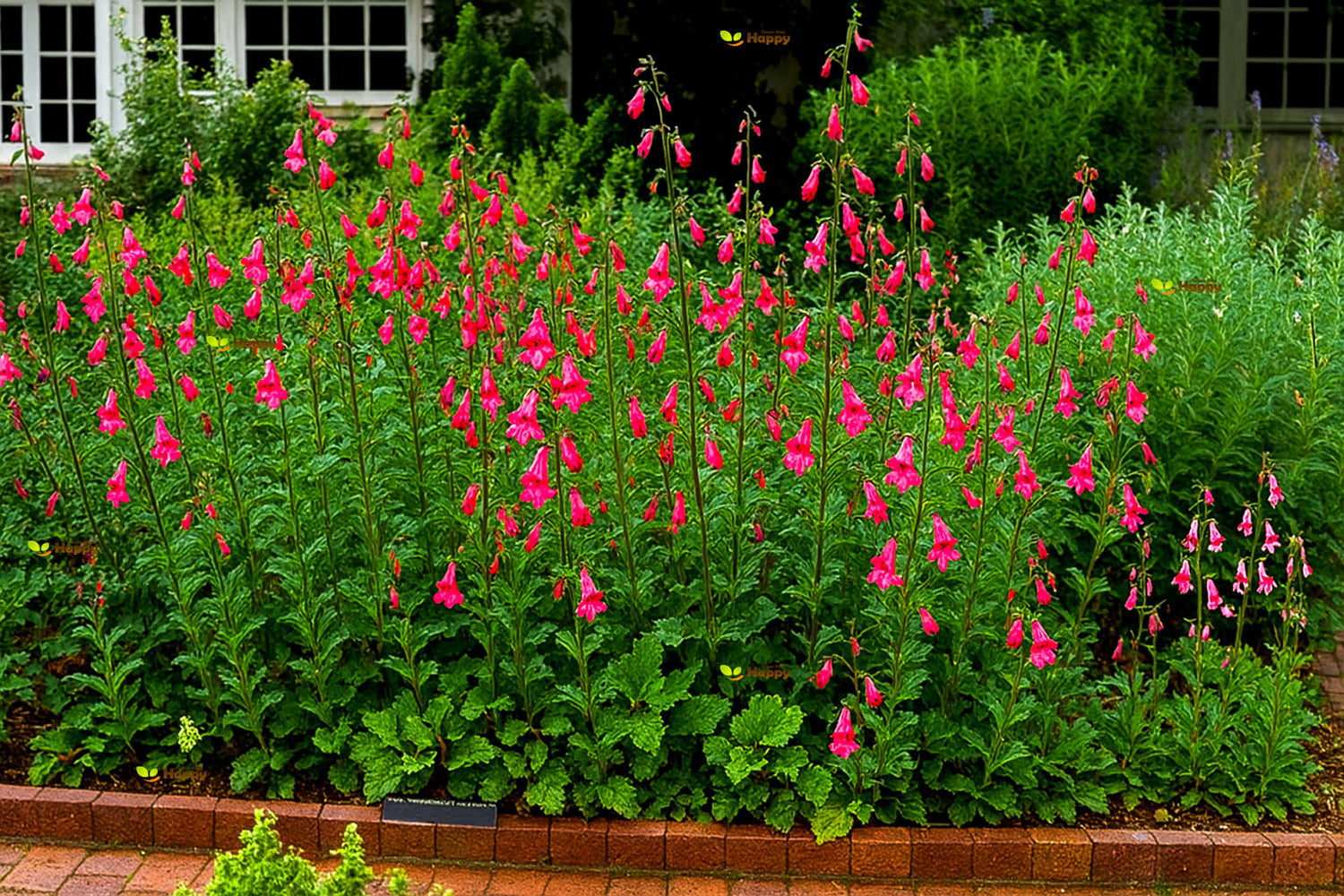 Chinese Foxglove – 100 seeds (Rehmannia Angulata)