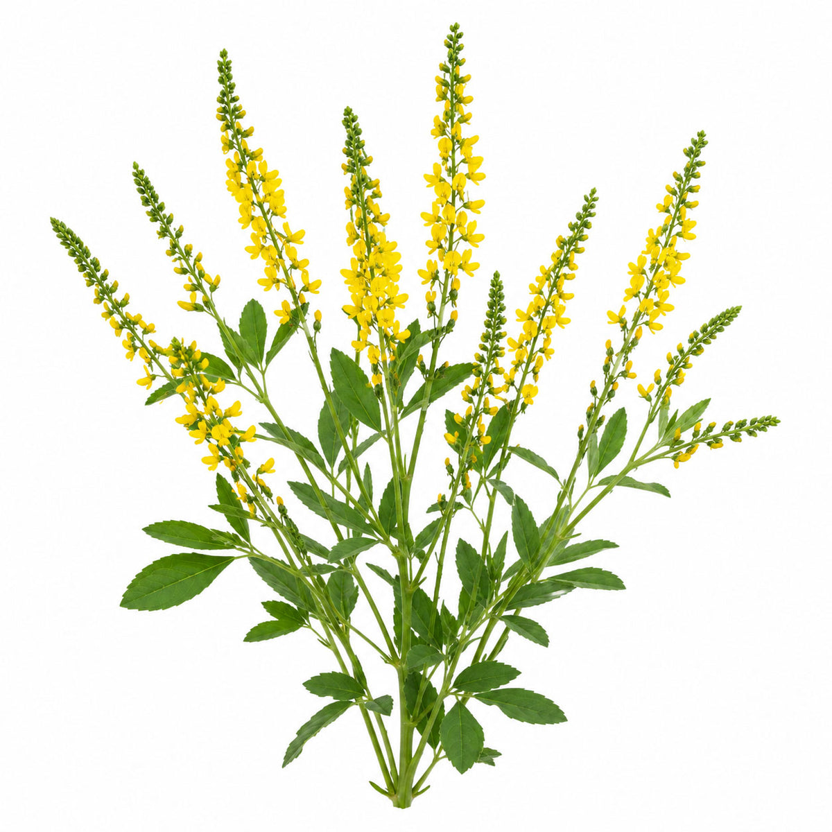 Yellow Sweet Clover Seeds | Melilotus officinalis Honey Plant Medicinal Herb