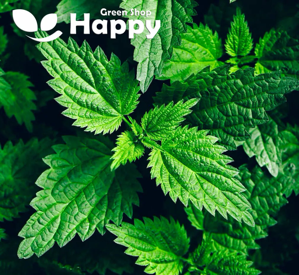 Stinging Nettle – 1300 seeds (Urtica dioica)