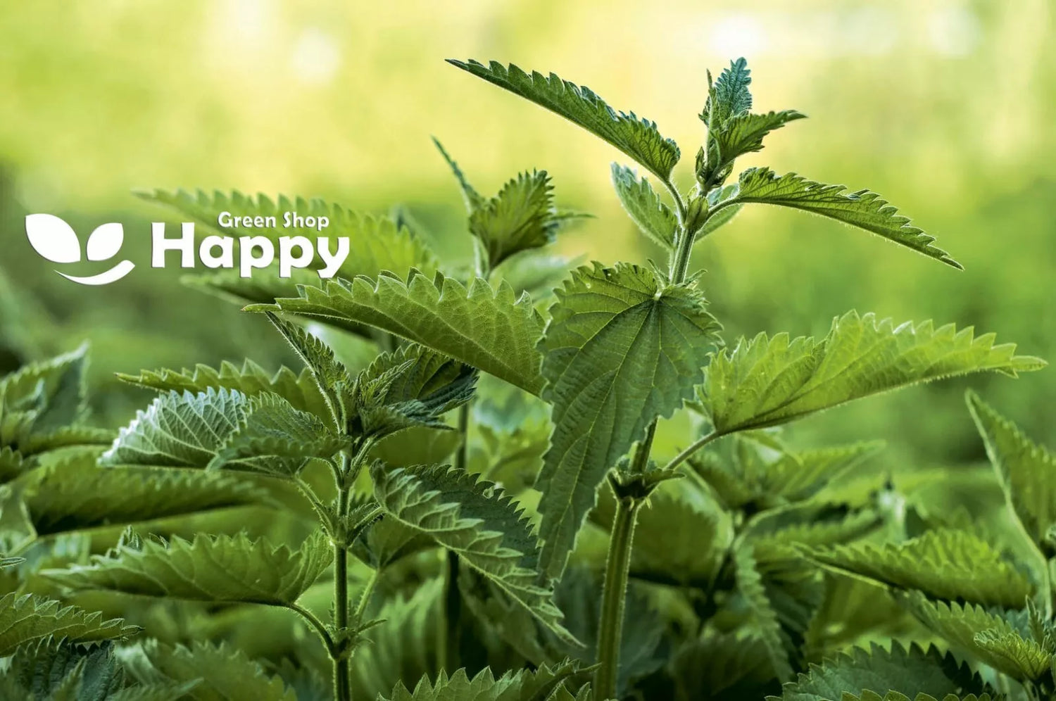 Stinging Nettle – 1300 seeds (Urtica dioica)