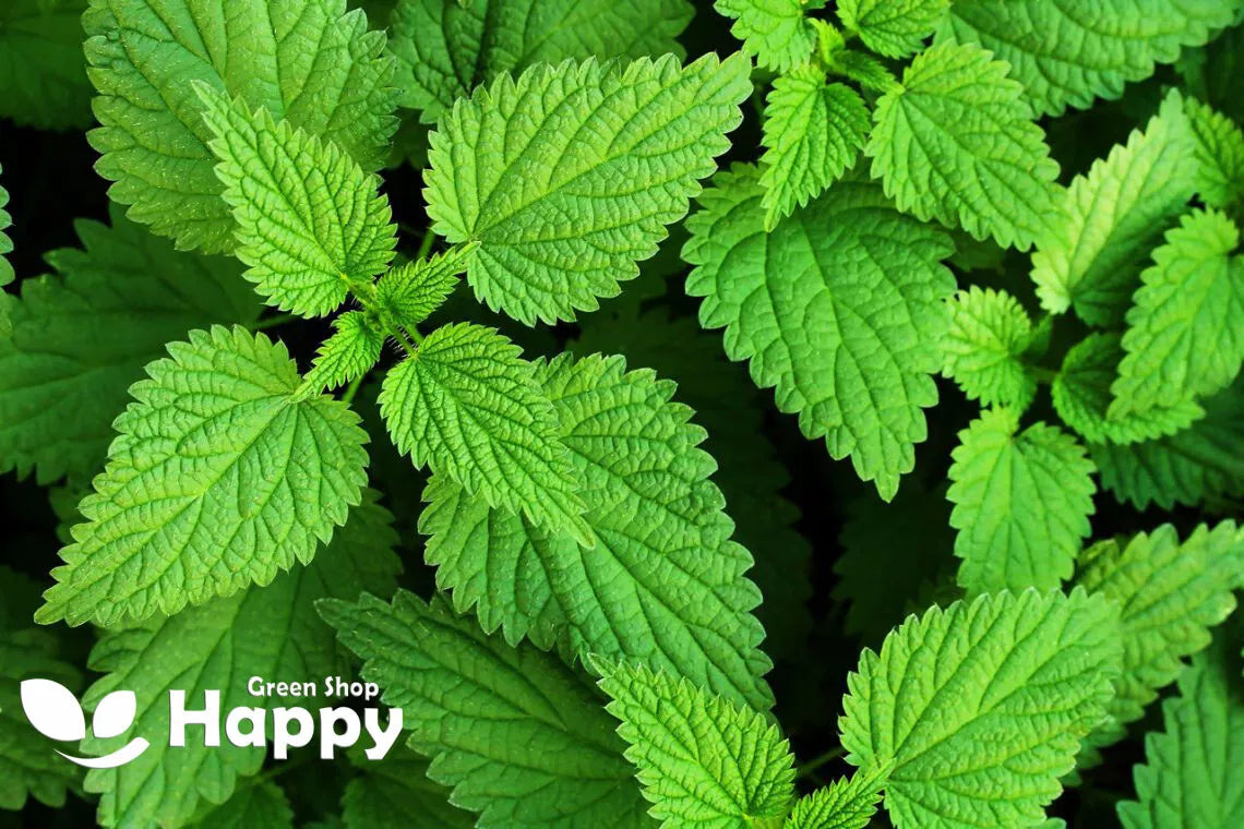Stinging Nettle – 1300 seeds (Urtica dioica)