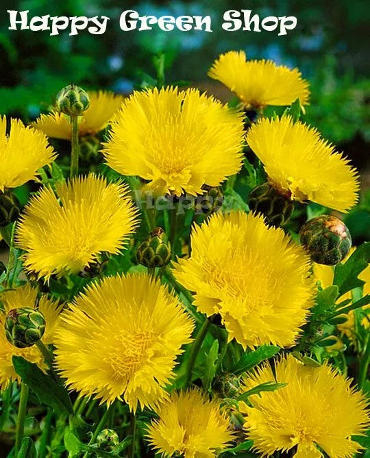 Cornflower Sweet Sultan Yellow – 100 seeds (Centaurea imperialis)