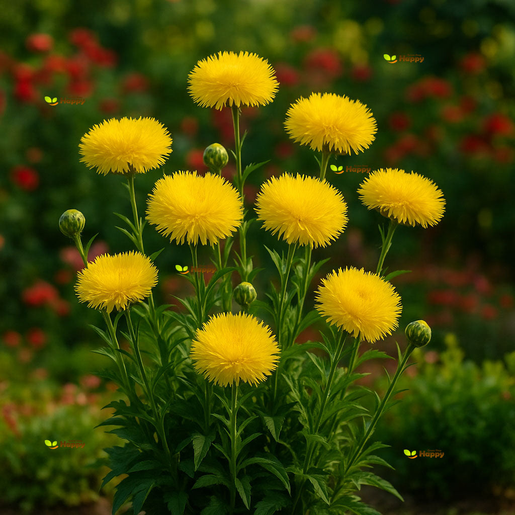 Cornflower Sweet Sultan Yellow – 100 seeds (Centaurea imperialis)