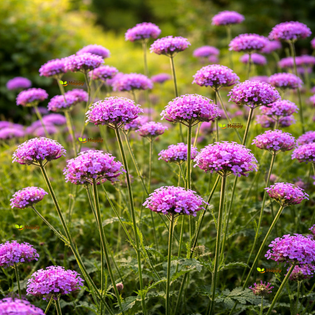 Purpletop Vervain - 1400 seeds (Verbena bonariensis)