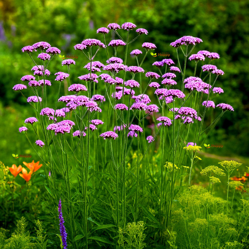 Purpletop Vervain - 1400 seeds (Verbena bonariensis)