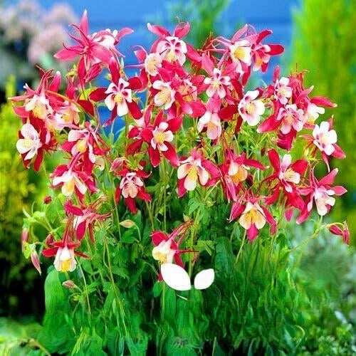 Columbine 'Crimson Star' - 150 seeds (Aquilegia caeruela)