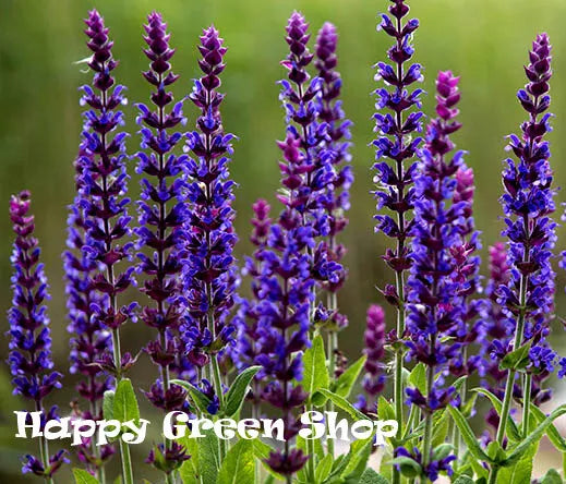 Herb Sage - 100 seeds (Salvia officinalis)