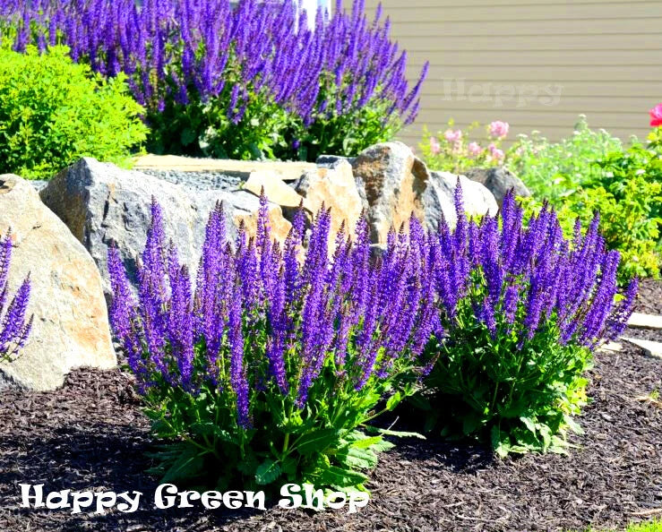 Herb Sage - 100 seeds (Salvia officinalis)