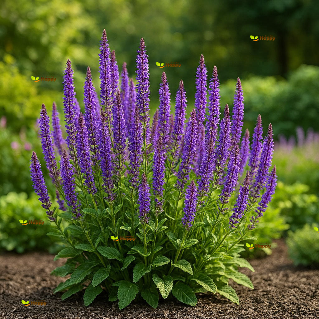 Herb Sage - 100 seeds (Salvia officinalis)