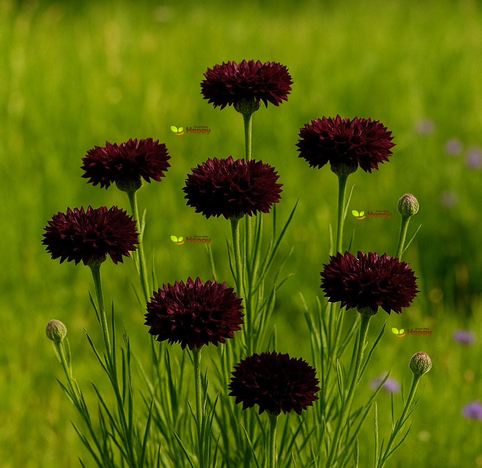 Cornflower double 'Black Ball'- 500 seeds (Centaurea Cyanus)