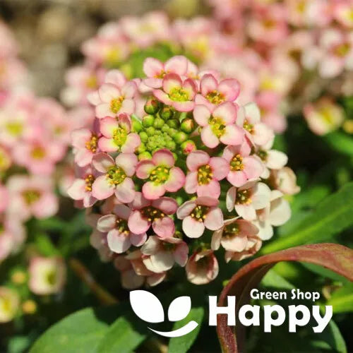 Sweet Alyssum 'Paletta' Salmon - 500 seeds (Lobularia maritima)