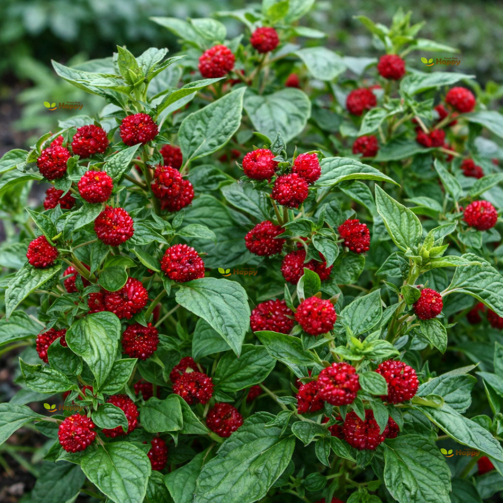 Strawberry Stick - 100 seeds (Chenopodium foliosum)