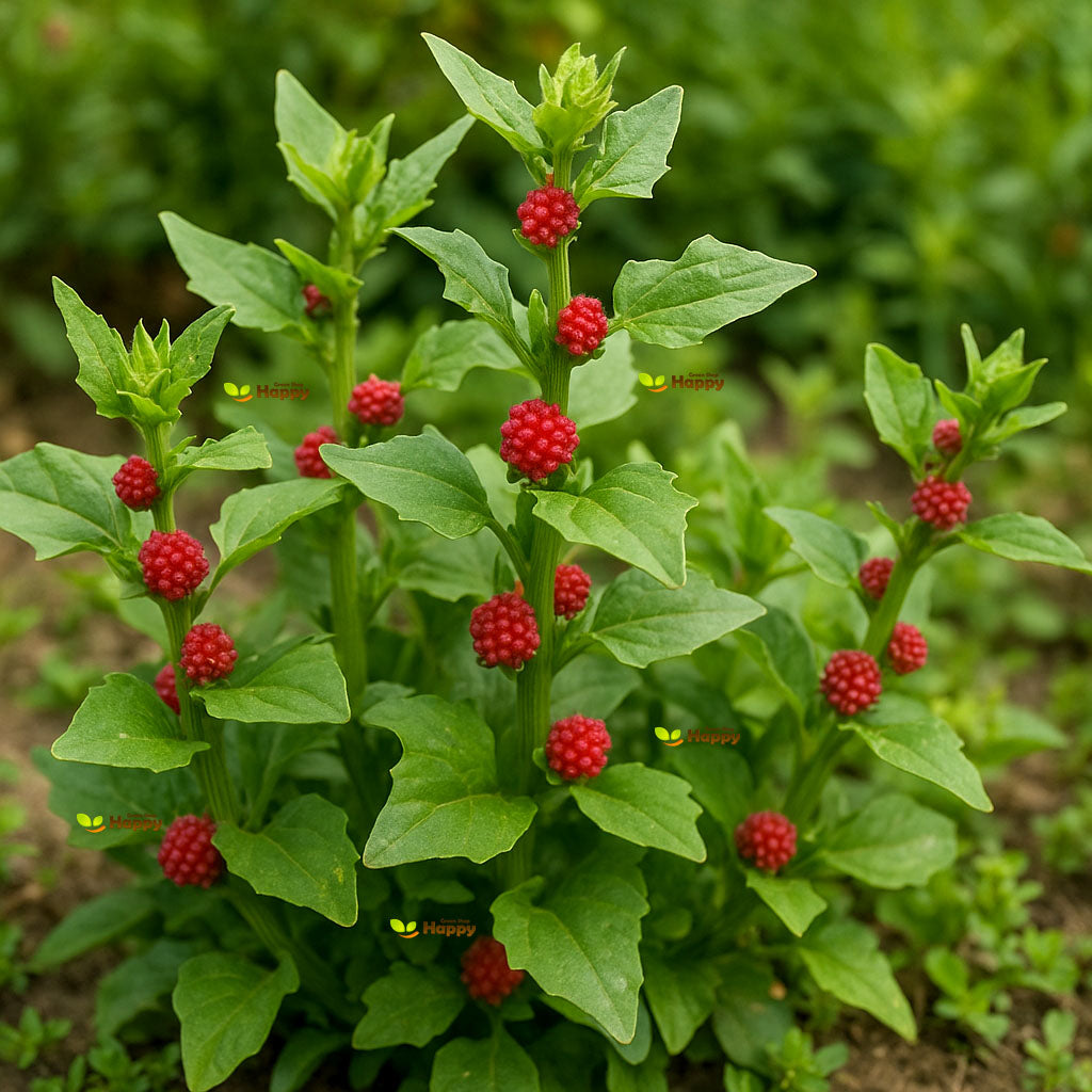 Strawberry Stick - 100 seeds (Chenopodium foliosum)