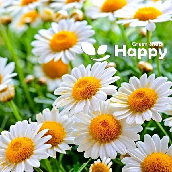 Roman Chamomile - 2000 seeds (Anthemis nobilis)