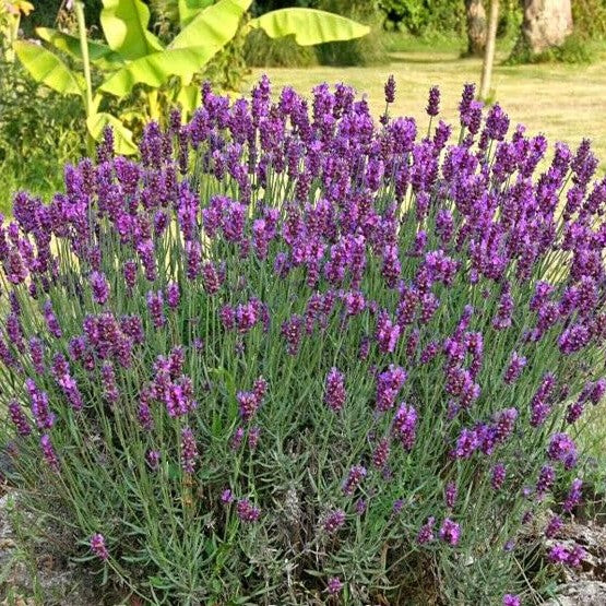 Pink Lavender - 100 seeds (Lavandula Latifolia)