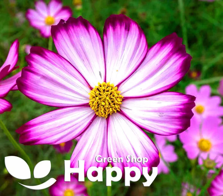 Cosmos 'Candy Stripe' - 120 seeds (Cosmos bipinnatus)