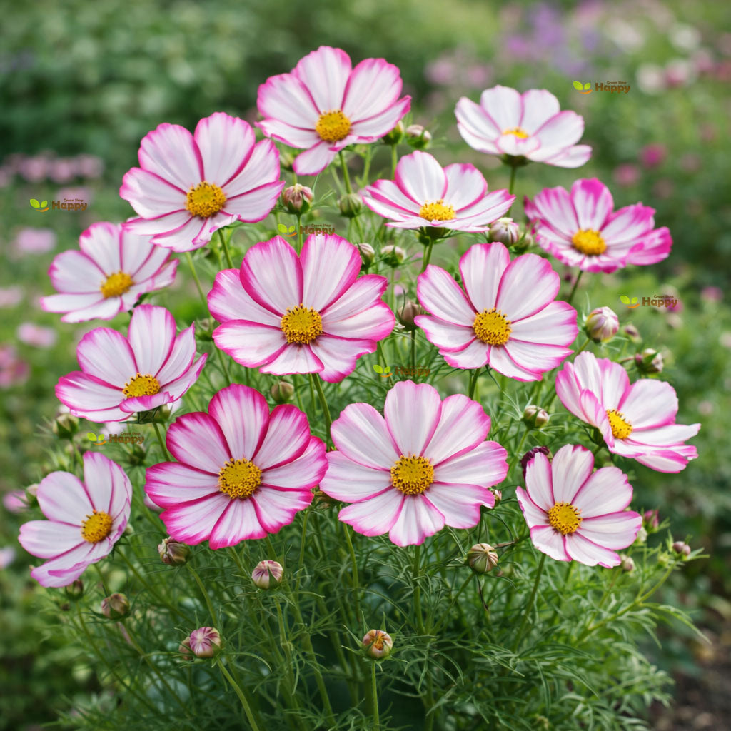 Cosmos 'Candy Stripe' - 120 seeds (Cosmos bipinnatus)