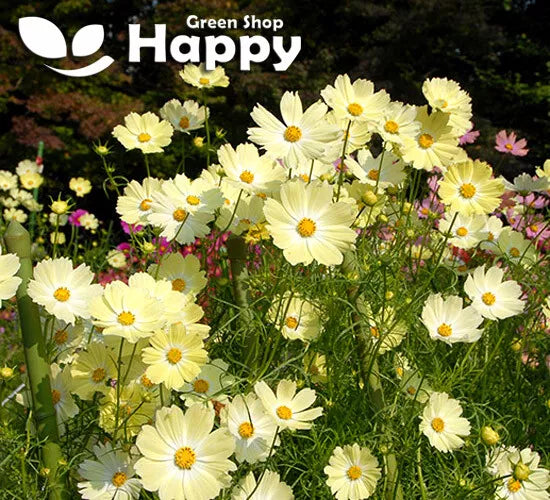 Cosmos 'Sunset' yellow - 50 seeds (Cosmos bipinnatus)