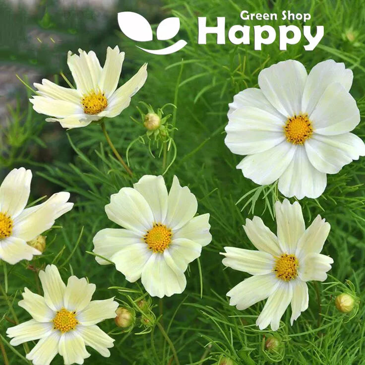 Cosmos 'Sunset' yellow - 50 seeds (Cosmos bipinnatus)