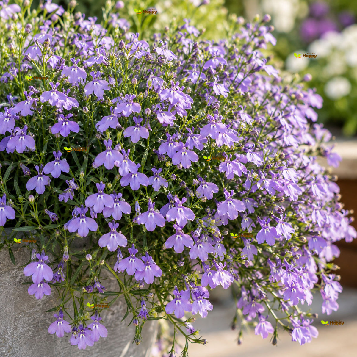 Lobelia 'Twilight' Lilac - 5000 seeds (Lobelia erinus)