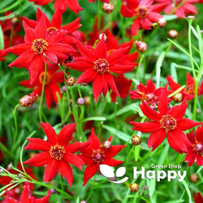 Coreopsis Amulet Red - 700 seeds (Coreopsis tinctoria)