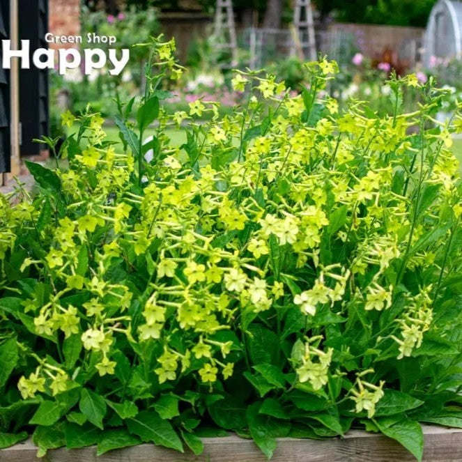 Flowering Tobacco `Lime Green` - 2000 seeds (Nicotiana alata)