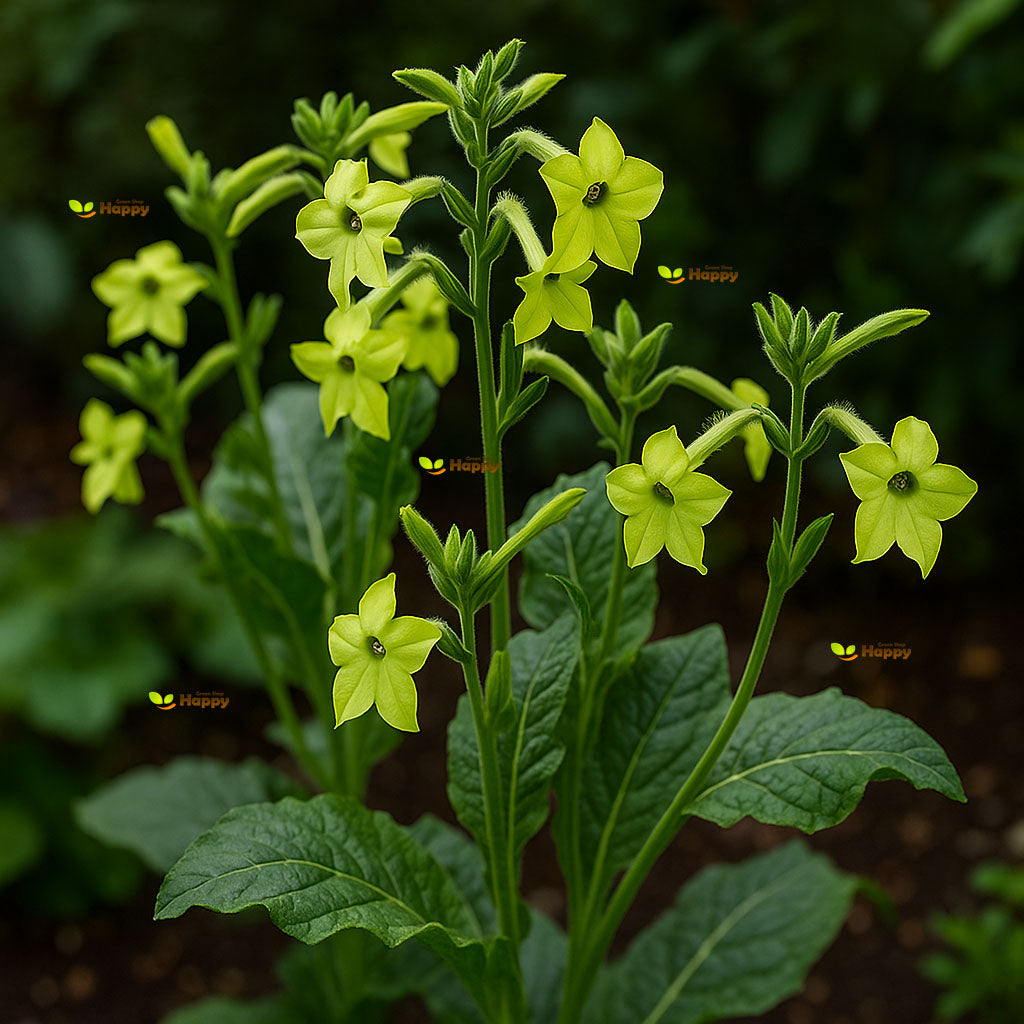 Flowering Tobacco `Lime Green` - 2000 seeds (Nicotiana alata)